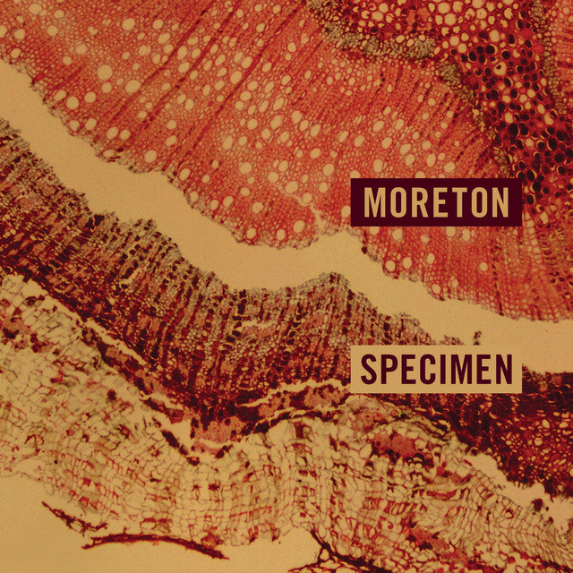 Moreton - Specimen